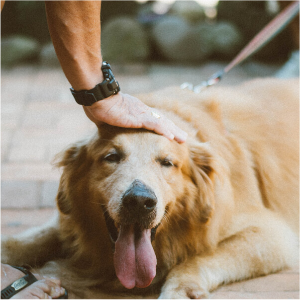 HJ Hundecenter 🐾 Vask, trim og klip af din hund. Træningsfaciliteter, massage, vandløbebånd og fysioterapi.