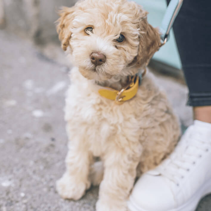 HJ Hundecenter 🐾 Vask, trim og klip af din hund. Træningsfaciliteter, massage, vandløbebånd og fysioterapi.