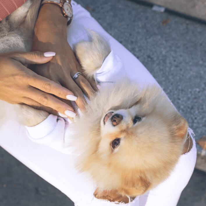 HJ Hundecenter 🐾 Vask, trim og klip af din hund. Træningsfaciliteter, massage, vandløbebånd og fysioterapi.