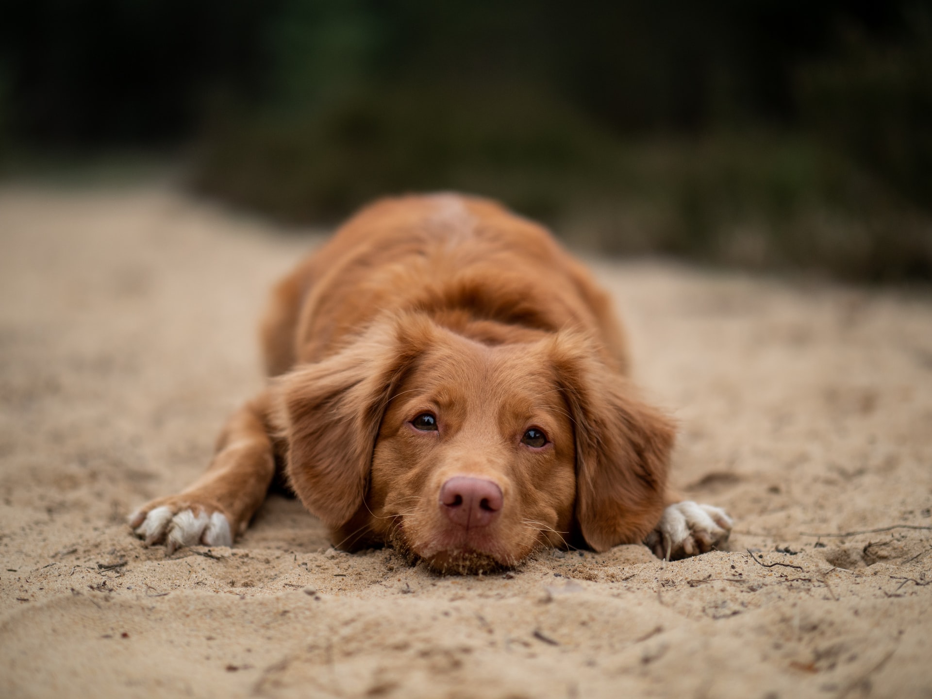 HJ Hundecenter 🐾 Vask, trim og klip af din hund. Træningsfaciliteter, massage, vandløbebånd og fysioterapi.