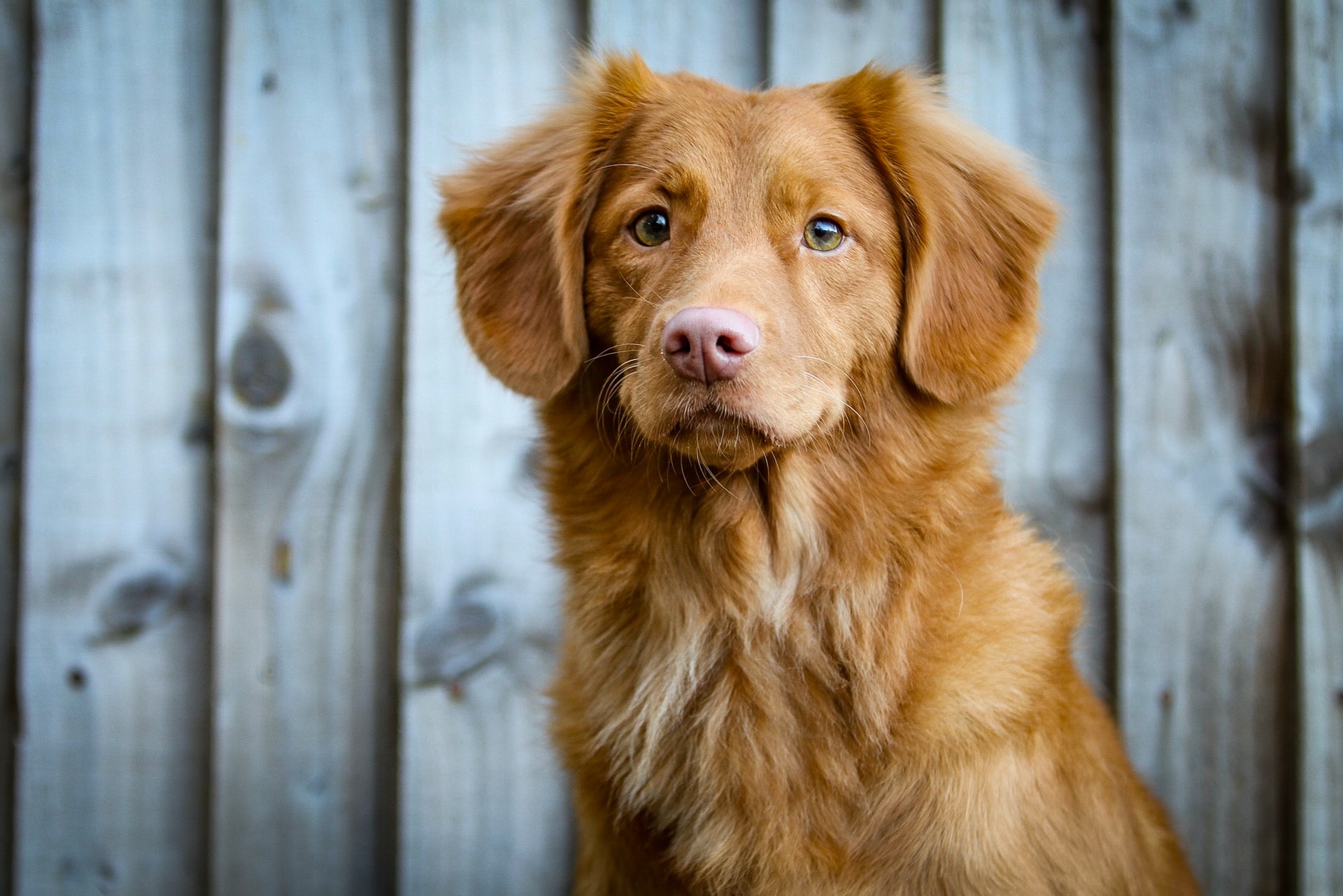 HJ Hundecenter 🐾 Vask, trim og klip af din hund. Træningsfaciliteter, massage, vandløbebånd og fysioterapi.