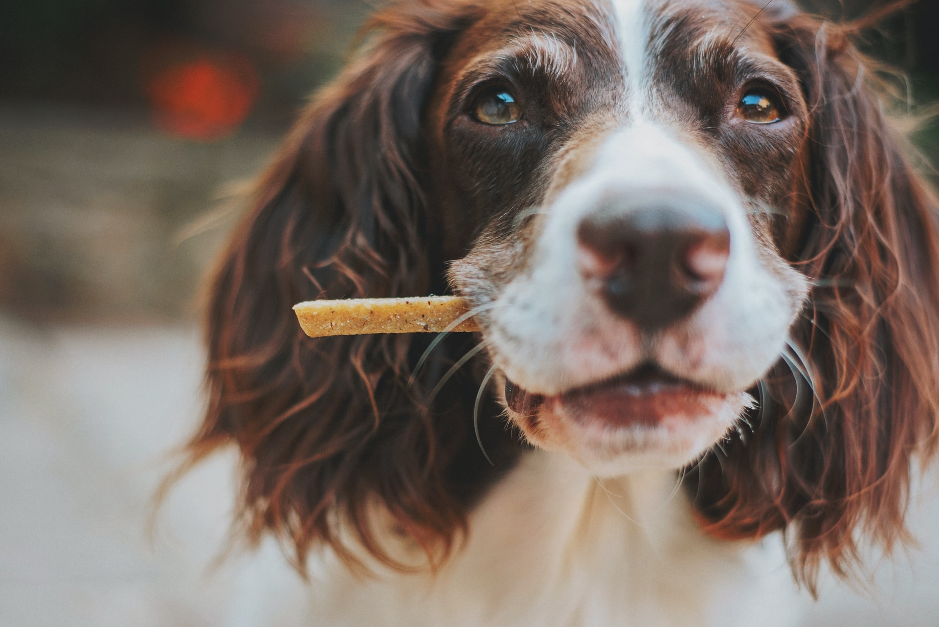 HJ Hundecenter 🐾 Vask, trim og klip af din hund. Træningsfaciliteter, massage, vandløbebånd og fysioterapi.