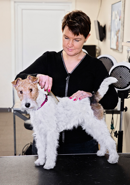 HJ Hundecenter 🐾 Vask, trim og klip af din hund. Træningsfaciliteter, massage, vandløbebånd og fysioterapi.