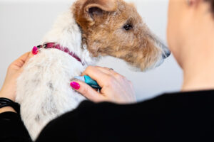 HJ Hundecenter 🐾 Vask, trim og klip af din hund. Træningsfaciliteter, massage, vandløbebånd og fysioterapi.
