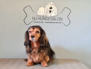 HJ Hundesalon 🐾 Vask, trim og klip af din hund. Træningsfaciliteter, massage, vandløbebånd og fysioterapi.