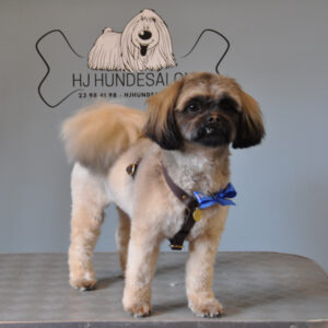 HJ Hundesalon 🐾 Vask, trim og klip af din hund. Træningsfaciliteter, massage, vandløbebånd og fysioterapi.