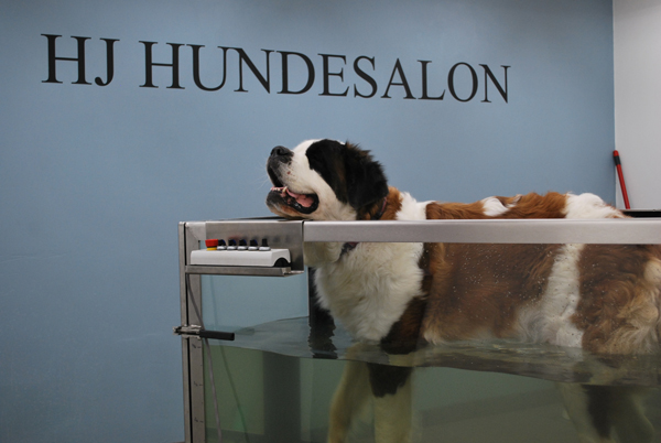 HJ Hundecenter 🐾 Vask, trim og klip af din hund. Træningsfaciliteter, massage, vandløbebånd og fysioterapi.