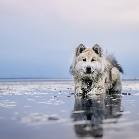 HJ Hundecenter 🐾 Vask, trim og klip af din hund. Træningsfaciliteter, massage, vandløbebånd og fysioterapi.